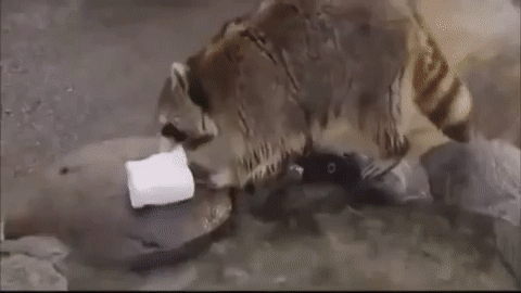 Raccoon, Sugar, Water, Shoot